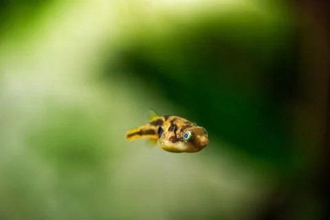 Dwarf pea pufferfish close up in tropical freshwater planted aquarium Stock Photos