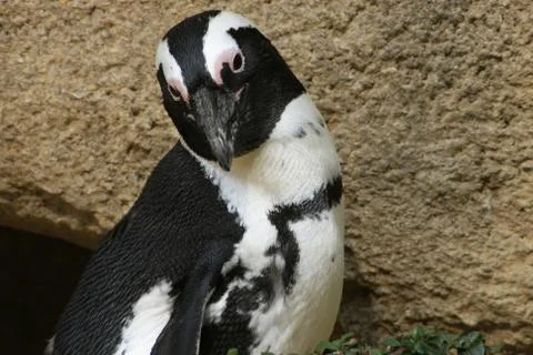Dwarf penguin Stock Photos