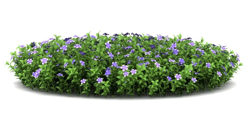Dwarf periwinkle flowers isolated on white background Stock Illustration