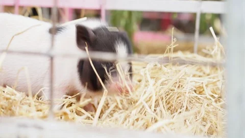 Dwarf pig in a haystack on the farm 스톡 동영상 86530471