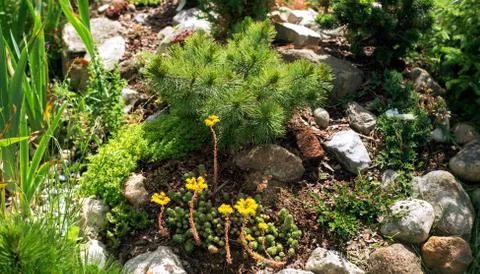 Dwarf pine and flowered stonecrop Alpine hill Stock Photos