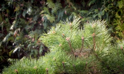 Dwarf pine branches on the hedge of tui Stock Photos