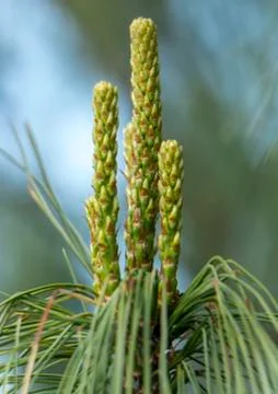 Dwarf pine branches on the hedge of tui Stock Photos