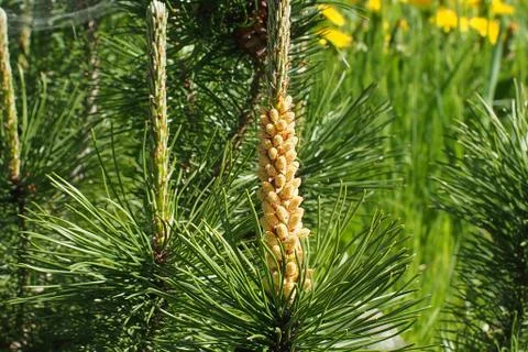 Dwarf pine with cones Stock Photos