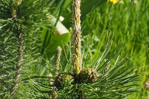 Dwarf pine with cones Stock Photos