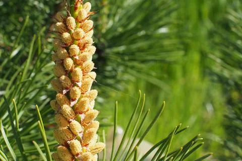Dwarf pine with cones Stock Photos