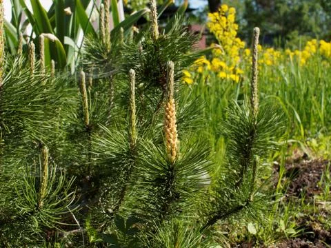 Dwarf pine with cones Stock Photos
