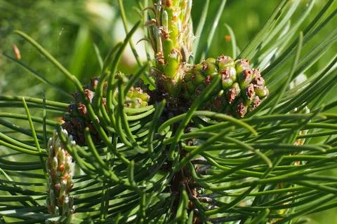 Dwarf pine with cones Foto stock