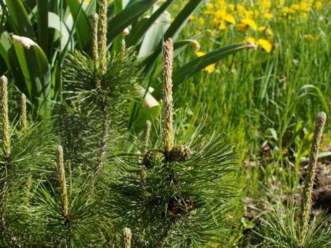 Dwarf pine with cones Stock Photos