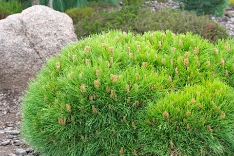 Dwarf pine. Landscaping element. Stock Photos