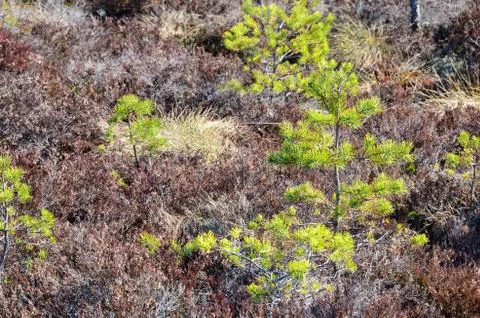 Dwarf pine in the marshland.  Stock Photos