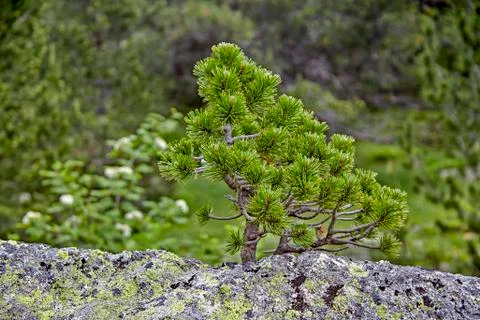 Dwarf pine on rock Stock Photos