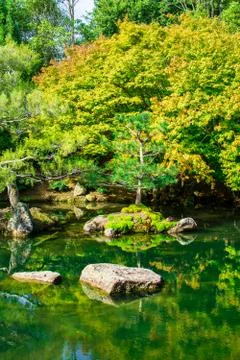 Dwarf pine tree and rock island in a Zen lake of a Japanese garden Stock Photos