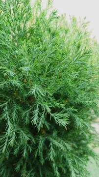 Dwarf pine tree Stock Photos
