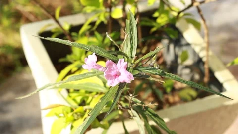 Dwarf Pink Ruellia Vídeos de archivo 169062189
