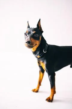 Dwarf pinscher playing in the studio on a white background Foto stock
