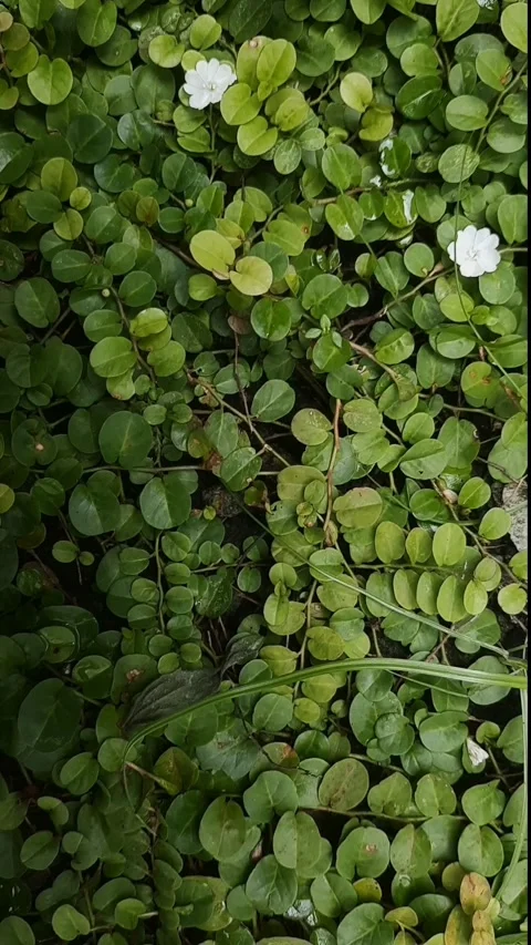 Dwarf Plant Stock Footage 325656504