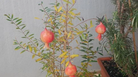 Dwarf pomegranate grown in pots Video stock 145256231