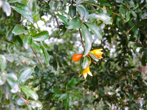 A dwarf pomegranate showcasing its distinct, vibrant orange blooms. 写真素材