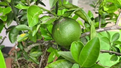 Dwarf Pomelo Tree Growing Fresh Small Citrus Fruits In Pot Stock Footage 346277603
