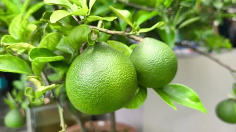 Dwarf Pomelo Tree Growing Fresh Small Citrus Fruits In Pot Stock Footage 346277934