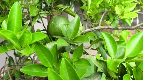 Dwarf Pomelo Tree Growing Fresh Small Citrus Fruits In Pot Stock Footage 346278077