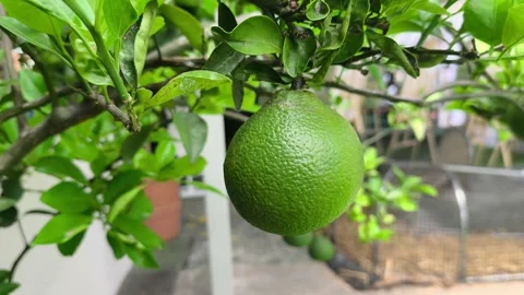 Dwarf Pomelo Tree Growing Fresh Small Citrus Fruits In Pot Stock Footage 346278184