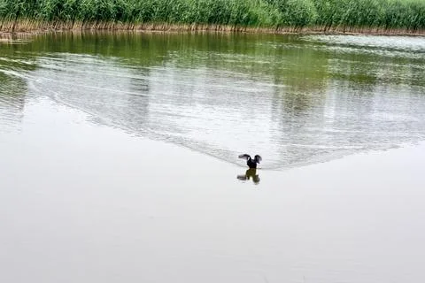 Dwarf pond bird Stock Photos