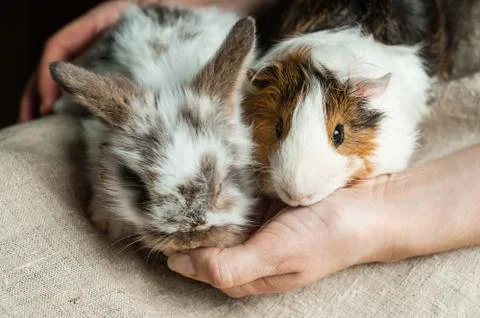 Dwarf rabbit and Abyssinian rosette guinea pig are sitting at the woman's lap 库存照片