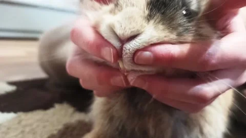 Dwarf rabbit and his teeth Stock Footage 149431264