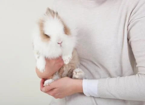 Dwarf rabbit on the arm Stock Photos