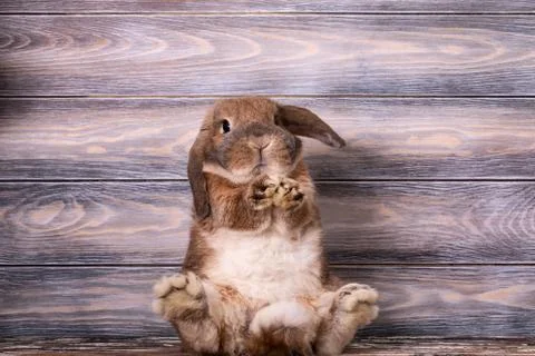 Dwarf rabbit breed ram sits. Powerful rabbit's hind legs. Stock Photos