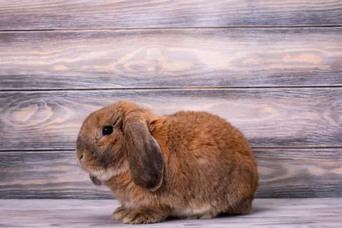 Dwarf rabbit breed ram stands. Foto stock