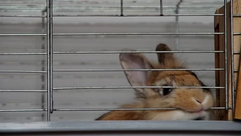 Dwarf rabbit in a cage Stock Footage 147987152