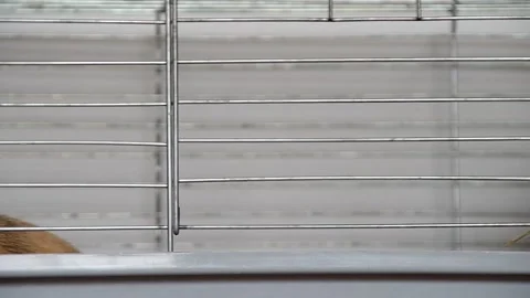 Dwarf rabbit in a cage Stock Footage 147987182