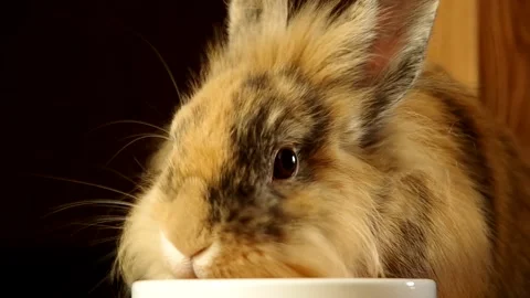 Dwarf rabbit chews food Stock-Footage 147987075