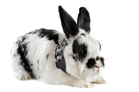 Dwarf rabbit with collar Stock Photos
