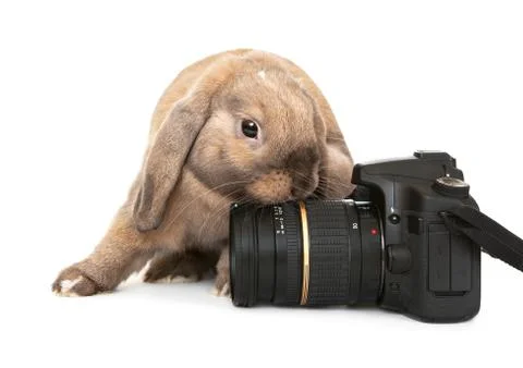 Dwarf rabbit with a digital SLR camera. Stock Photos