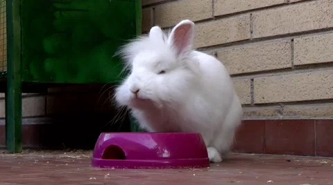 Dwarf rabbit eating pellets in its own bowl 스톡 동영상 50127144