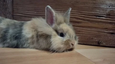 The dwarf rabbit lies and resting Stock Footage 149943932