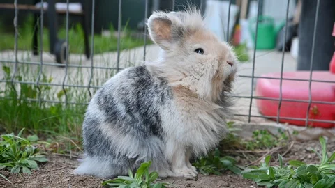 Dwarf rabbit moving it's nose while turning to look at the camera footage Stock Footage 127854797