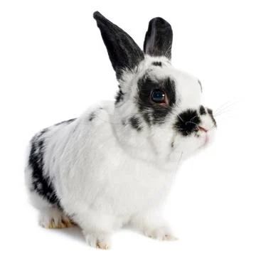 Dwarf rabbit Stock Photos