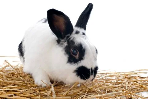 Dwarf rabbit Foto stock