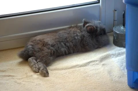 Dwarf rabbit Stock Photos