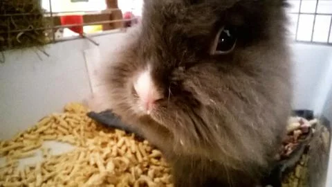 Dwarf rabbit Stock Photos