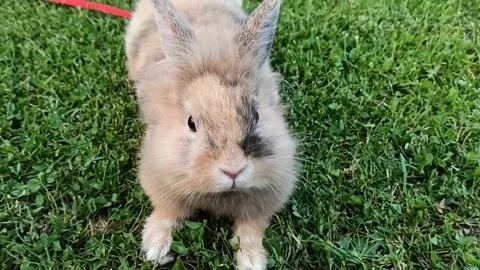 Dwarf rabbit resting Stock Footage 149989482