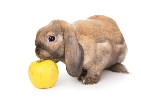 Dwarf rabbit sniffs the yellow apple. Stock Photos