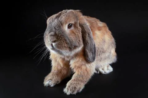 A dwarf red rabbit of a sheep breed sits on a table. Black background. Stock Photos