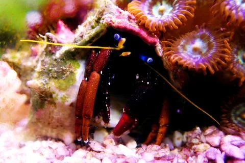 Dwarf Red Tip Hermit Crab (Clibanarius sp.) Stock Photos