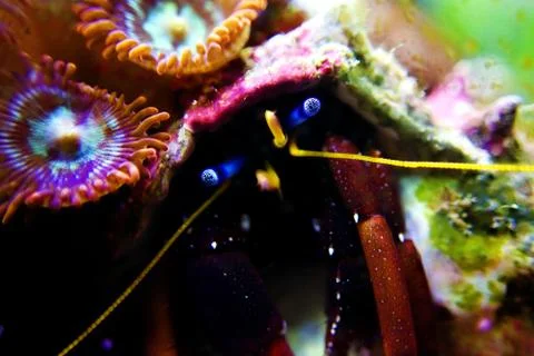 Dwarf Red Tip Hermit Crab (Clibanarius sp.) Stock Photos